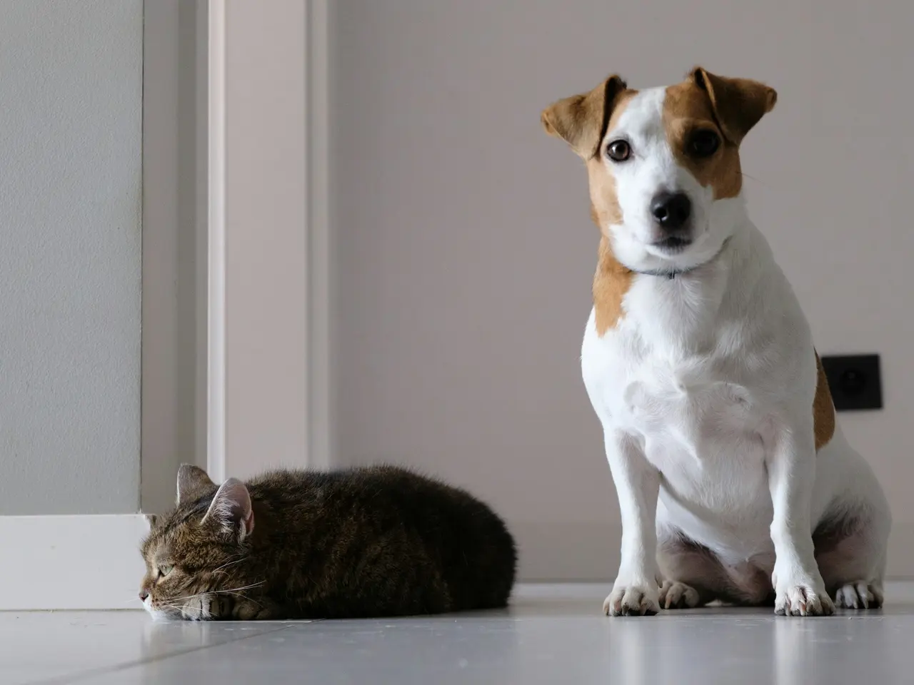 A Jack Russell terrier sits on a light tiled floor at home next to a tabby cat lying by the wall