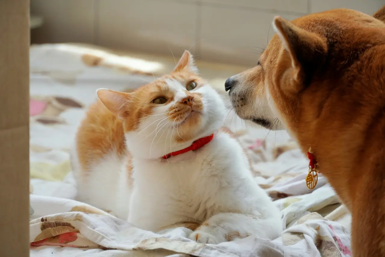 A ginger and white cat in a red collar looks up at a red-coated dog on a patterned blanket at home