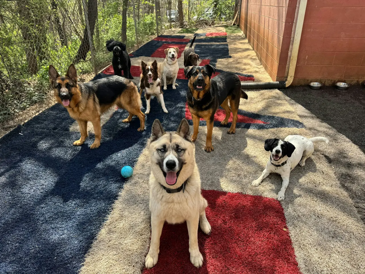 Eight dogs of different sizes gather on colorful turf in a fenced dog daycare yard, with water bowls by the wall